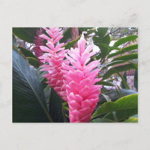 Cartão Postal BAÍA DE HANAUMA HAWAII - Flor de Gengibre Vermelho