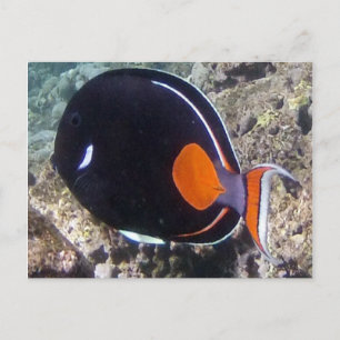 Cartão Postal Baía de Hanauma - Peixe Achilles Tang
