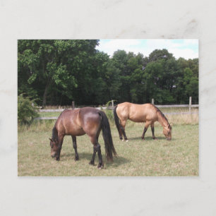 Cartão Postal Baía e Cavalos Solares Grazing