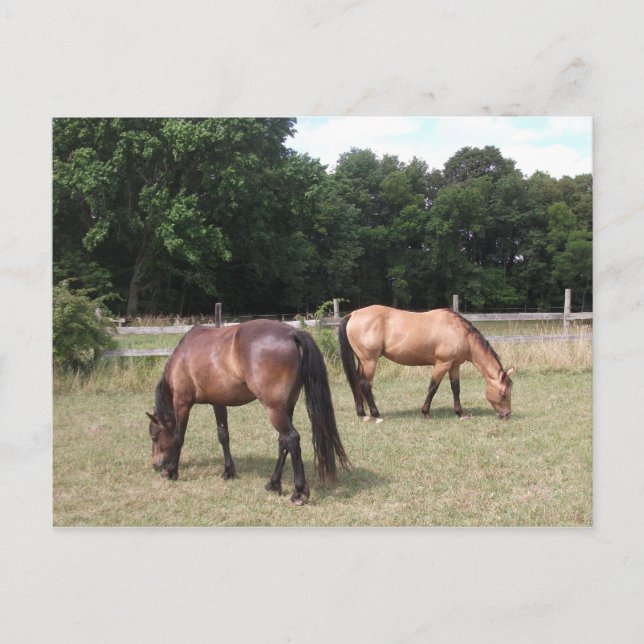 Cartão Postal Baía e Cavalos Solares Grazing (Frente)