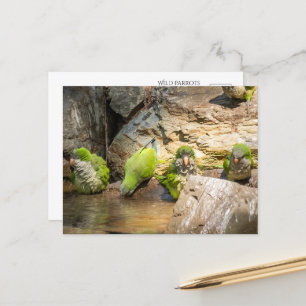 Cartão Postal Baismo de Parrots Selvagens na Espanha