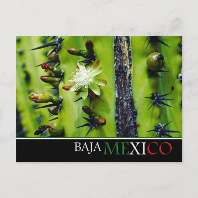 Cartão postal Baja Mexico (Frente)