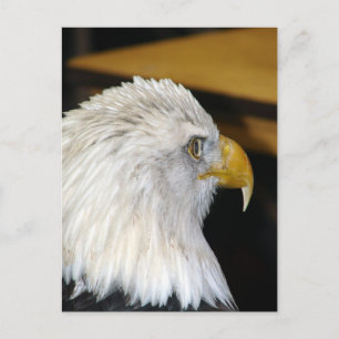 Cartão Postal Bald Eagle