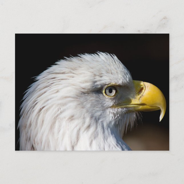 Cartão Postal Bald Eagle (Frente)