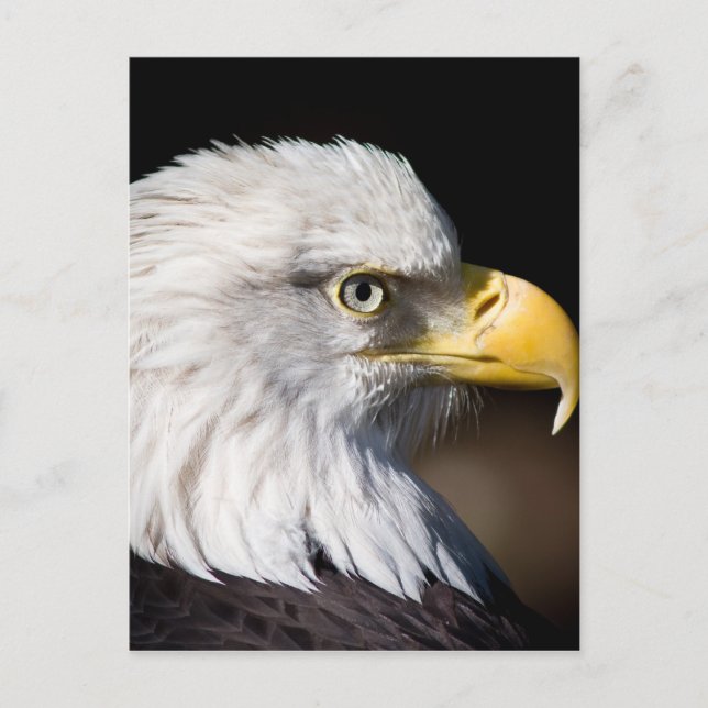 Cartão Postal Bald Eagle (Frente)