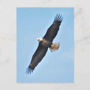 Cartão Postal Bald Eagle