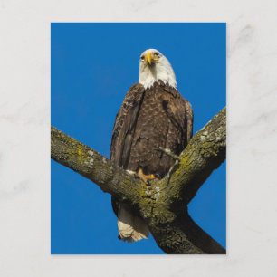 Cartão Postal Bald Eagle