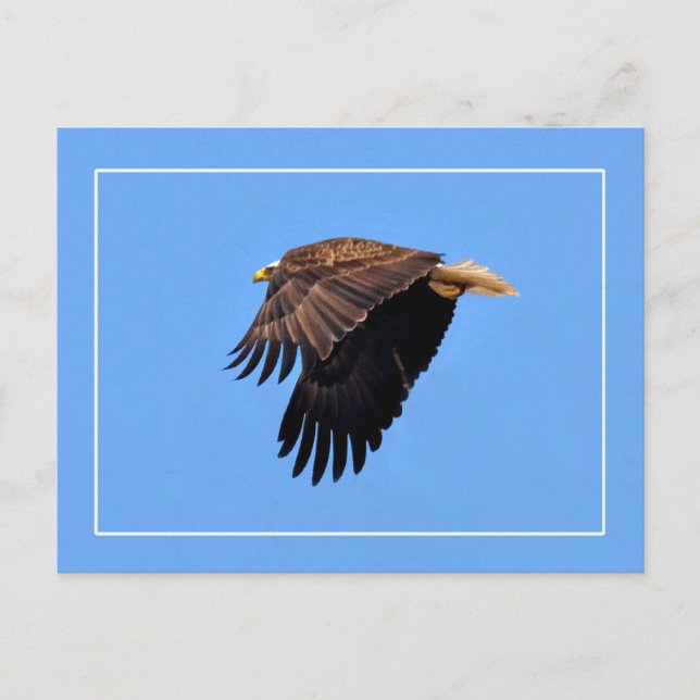 Cartão Postal Bald Eagle (Frente)