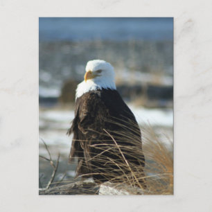 Cartão Postal Bald Eagle