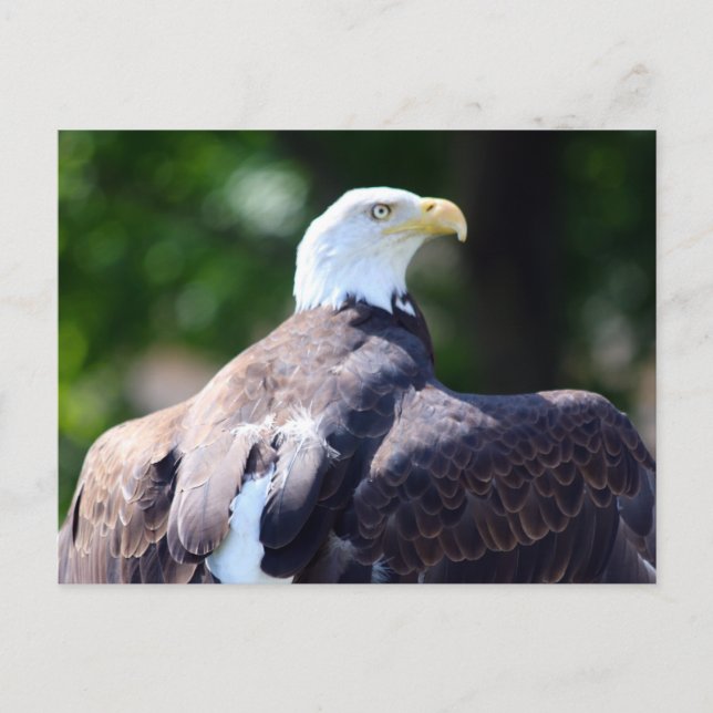 Cartão Postal Bald Eagle (Frente)
