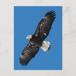 Cartão Postal Bald Eagle