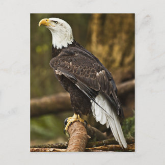 Cartão Postal Bald Eagle