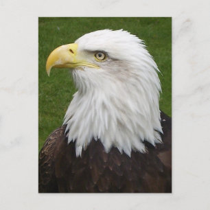 Cartão Postal Bald Eagle