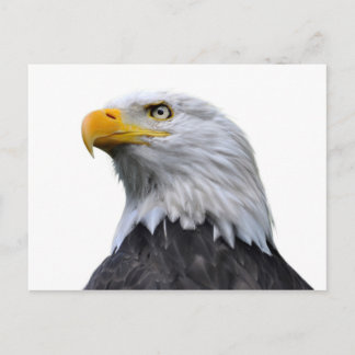 Cartão Postal Bald Eagle