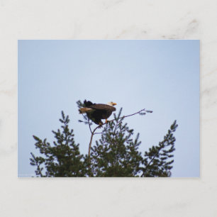 Cartão Postal Bald Eagle