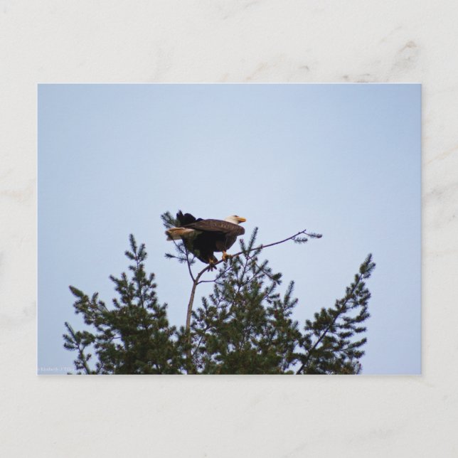Cartão Postal Bald Eagle (Frente)