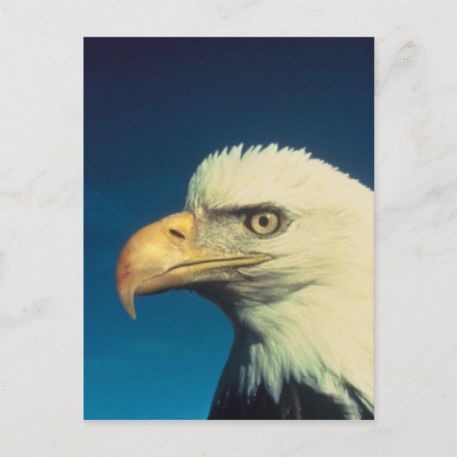 Cartão Postal Bald Eagle (Frente)