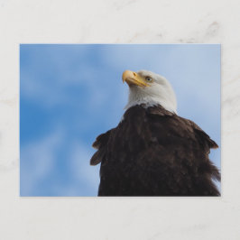 Cartão Postal Bald Eagle