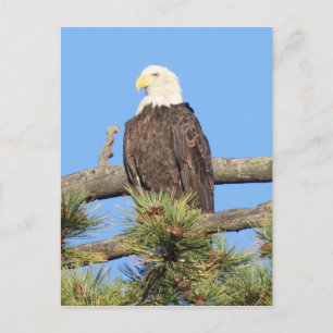 Cartão Postal Bald Eagle