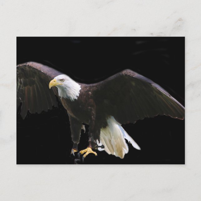 Cartão Postal Bald Eagle (Frente)