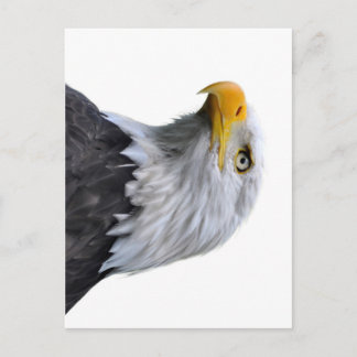 Cartão Postal Bald Eagle