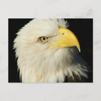 Cartão Postal Bald Eagle