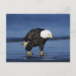 Cartão Postal Bald Eagle