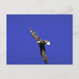 Cartão Postal Bald Eagle a fazer asas em voo de cheio