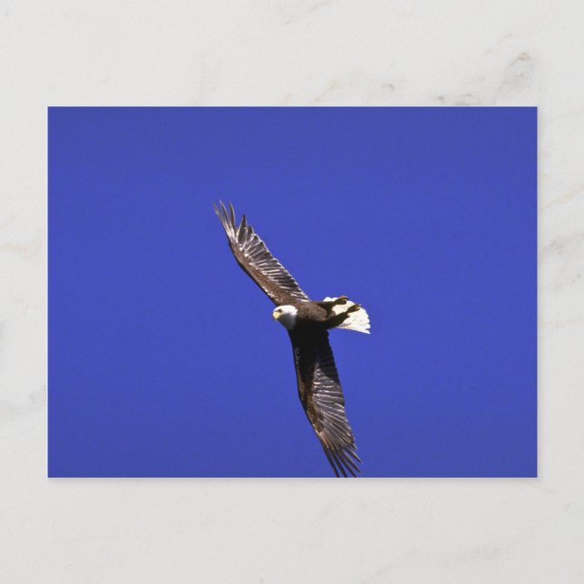Cartão Postal Bald Eagle a fazer asas em voo de cheio (Frente)