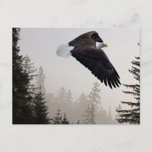 Cartão Postal Bald Eagle A Soar Através Da Mist