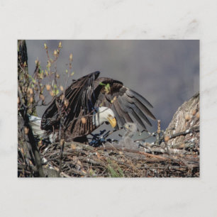 Cartão Postal Bald Eagle com seu bebê