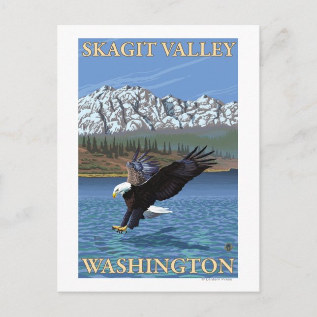 Cartão Postal Bald Eagle Diving - Vale de Skagit, Washington (Frente)