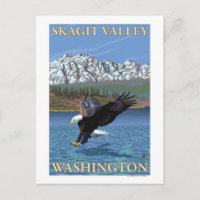 Bald Eagle Diving - Vale de Skagit, Washington