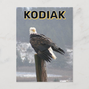 Cartão Postal Bald Eagle Em Kodiak, Alaska