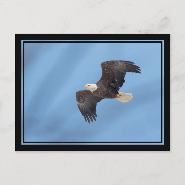 Cartão Postal Bald Eagle em voo (Frente)