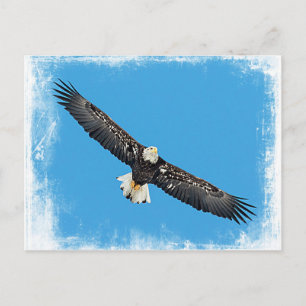 Cartão Postal Bald Eagle em voo