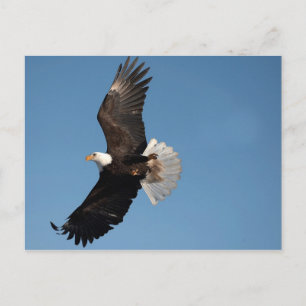 Cartão Postal Bald Eagle em Voo