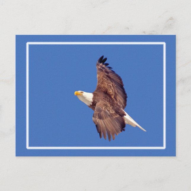 Cartão Postal Bald Eagle Eyes To Sky (Frente)
