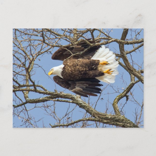 Cartão Postal Bald Eagle Flash (Frente)