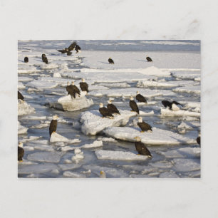 Cartão Postal Bald Eagle, Haliaeetus leucocephalus, Homer, 2