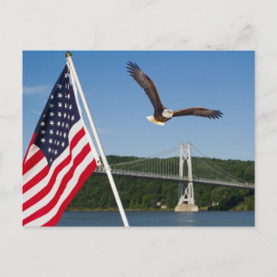 Cartão Postal Bald Eagle (Orgulho Americano)