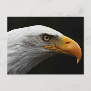 Cartão Postal Bald Eagle pcn
