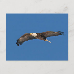 Cartão Postal Bald Eagle Sky High