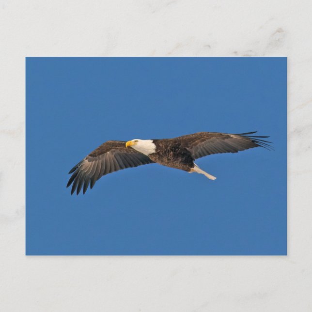 Cartão Postal Bald Eagle Sky High (Frente)