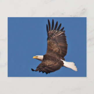 Cartão Postal Bald Eagle Soaring