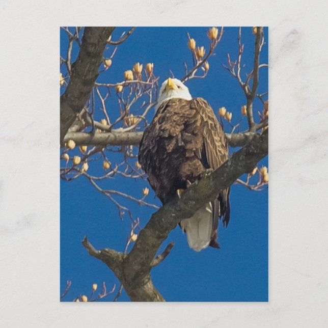 Cartão Postal Bald Eagle Staredown (Frente)