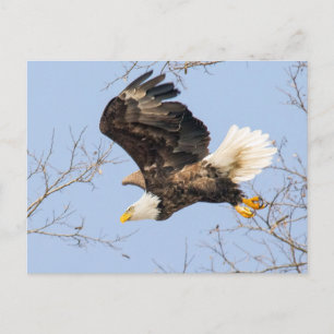Cartão Postal Bald Eagle Vê O Seu Prêmio