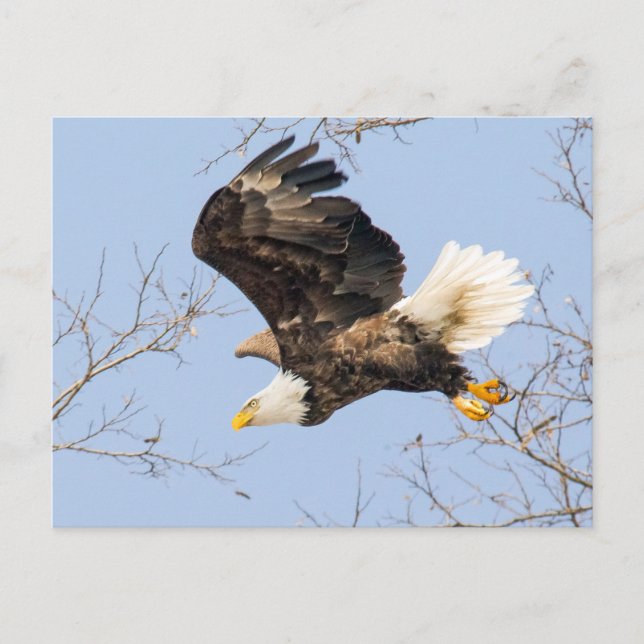 Cartão Postal Bald Eagle Vê O Seu Prêmio (Frente)