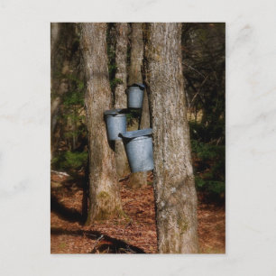 Cartão Postal Baldes Sap