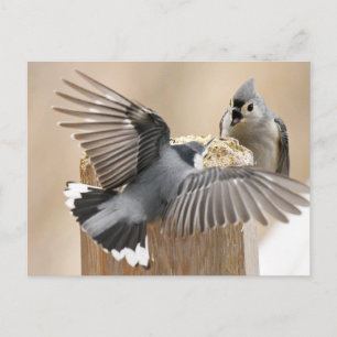 Cartão Postal Balé da Natureza: Uma Dança das Penas